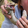 A bobtailed skink, Western Australia.