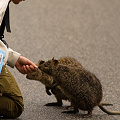 No, we are not feeding the quokkas, Western Australia.