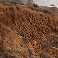 Mirounga angustirostris, San Diego County.