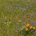 Wildflowers, Colusa County.