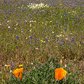 Wildflowers, Colusa County.