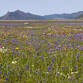 Wildflowers, Colusa County.