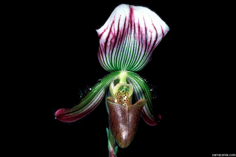 wild lady slippers | TerraForums Venus Flytrap, Nepenthes, Drosera and more  talk