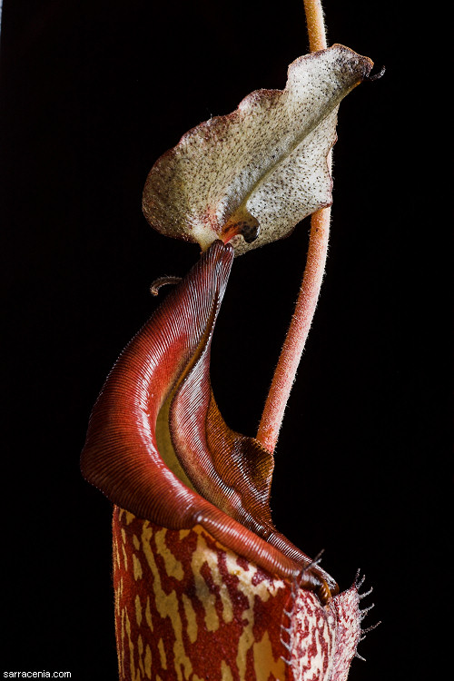 The Carnivorous Plant FAQ: Nepenthes