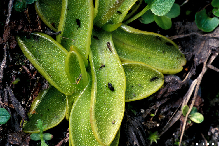 The Carnivorous Plant Will carnivorous control my bug