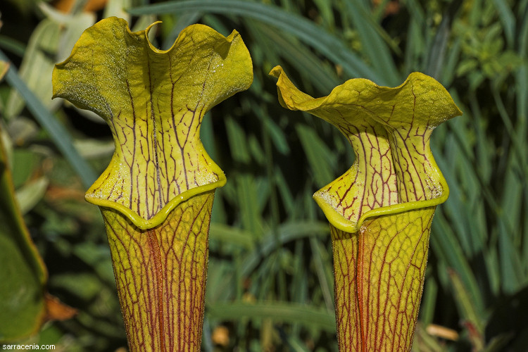The Carnivorous Plant FAQ: Sarracenia alabamensis
