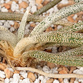 Plant.