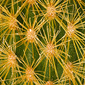 Plant.