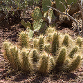 Pima County, Arizona