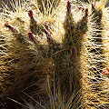 Pima County, Arizona