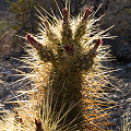 Pima County, Arizona