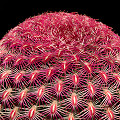 Plant.