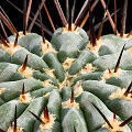 Plant.