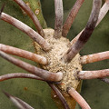 Plant.