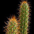 Plant.