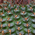Plant.