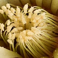 Plant.