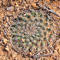 Plant.