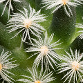 Plant.