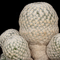 Plant.