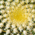 Plant.