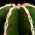 Plant.