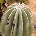 Plant.