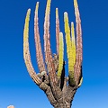 Plant.