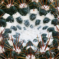 Plant.