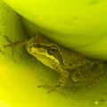 With a Pacific tree frog (Pseudacris regilla).