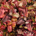 Lots of pitchers, Western Australia.