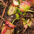 Plants with pitchers from a previous season, Western Australia.