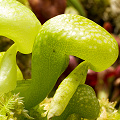 Young plants in cultivation.