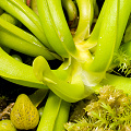 Young plants in cultivation.