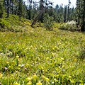 Siskiyou Co., CA.