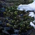 High elevation plants in February.