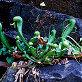 Growing on a nonserpentinic ledge.