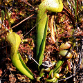 Young plant growing with Drosera on log.