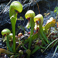 Plants on rocks.