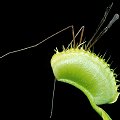 Dionaea eats a cranefly.