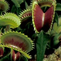 Dionaea