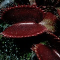 A deep red plant.