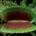 Dionaea