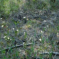 Plants flowering despite a moderate thatch.