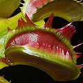 A plant with leaves that do not function well when showing the mutant spines.