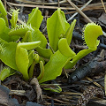 Overgrown Dionaea