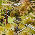 It is rare to see Dionaea growing in Sphagnum.