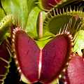 A very large-trapped plant.