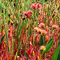 Plants on a sphagnum bed.