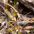 Scrambling in New South Wales.